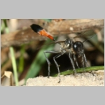 Ammophila sabulosa - Sandwespe 62-w01b 22mm beim Nestaushub - OS-Wallenhorst Sandkuhle.jpg